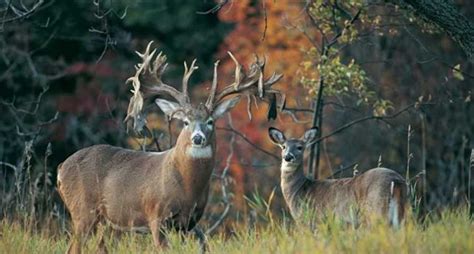 The 5 Biggest Whitetail Bucks Ever Found Dead Hunt