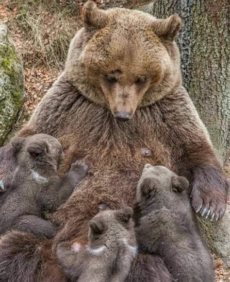 25 Adorable Photos Of Animal Mothers And Their Cute Babies Bouncy Mustard