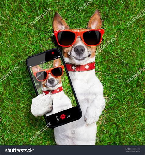 Dog Taking Selfie Smiling Camera Stock Photo 198959669 Shutterstock