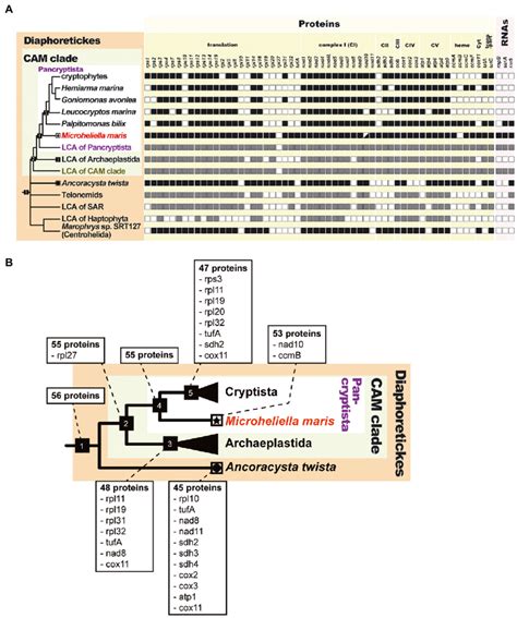 evolution of mitochondrial genomes in diaphoretickes a comparison of download scientific