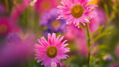 Pink Flowers In Blur Background 4k Hd Flowers Wallpapers Hd