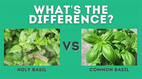 Holy Basil Vs Basil Whats The Difference