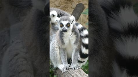 Lemur Madagascar King Julian Youtube