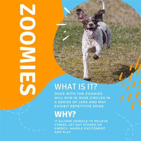 7 Things To Know About Dog Zoomies In 2021 Dog Zoomies Dogs Dog Parents