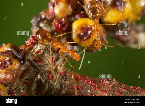 Yellow Crazy Ant Anoplolepis Gracilipes Pair Guarding Scale Insects