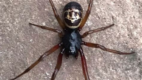 What Are False Widow Spiders How Can You Spot Them And Do They Bite