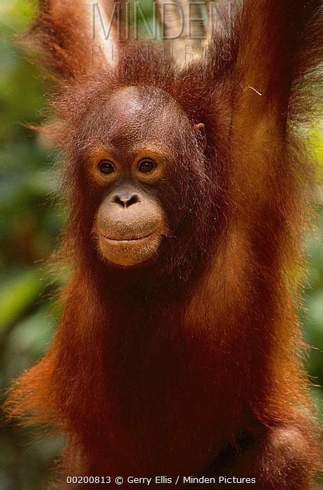 Orangutan Stock Photo Minden Pictures