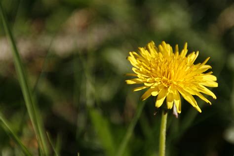Dandelion Weed Flower Free Image Download