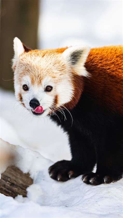 Download Wallpaper 1080x1920 Red Panda Protruding Tongue Animal Snow