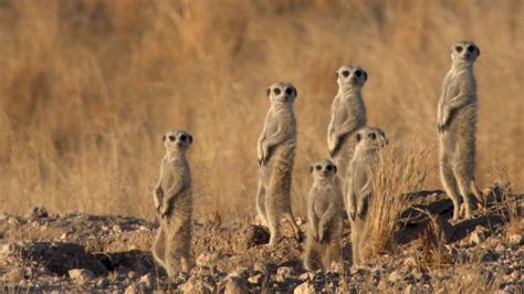 Struggles Of Jackals And Meerkats In Namibia Britannica