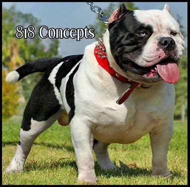 Feel free to browse hundreds of active classified puppy for sale listings. American Bully puppies 100% GottiLine ! for Sale in San ...