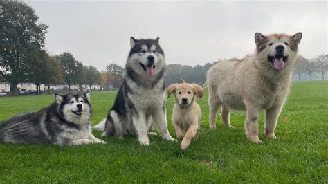 Baby Golden Retriever Puppy Meets 3 Giant Wolves Cutest Ever Youtube