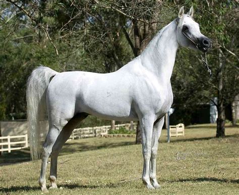 Al Kha Zar Thee Asil X Infidels Princess 2004 Grey Se Stallion Bred