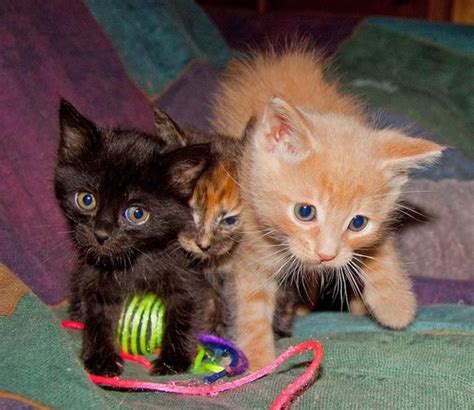 Foster Kittens In Alaska Redux Kitten Kittens Cutest Embrace Pet