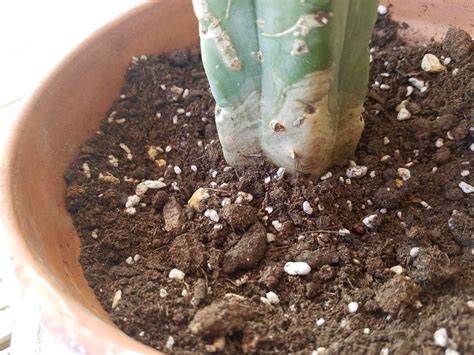 Fishhook barrel cactus (ferocactus wislizenii) has long spines that curve at the tips. Ask a Question forum→Are my cactus rotting please help ...