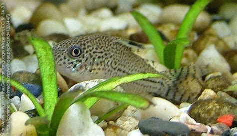 Julii Julii Cory Catfish Corydoras Julii 1 Fish 2 Fish Dartmouth