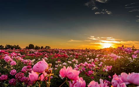 Hd Wallpaper Sunset Sunlight Flowers Rose Pink Roses Nature Landscape