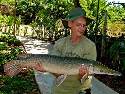 Gar fishing 2, 50 pound alligator gar. Phuket Fishing Park, Sawai Lake.