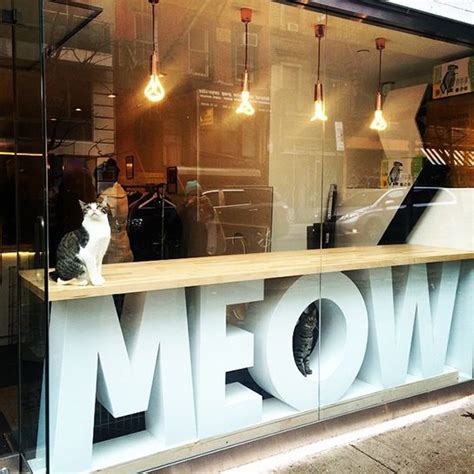 This page is not about an actual cat cafe! The First Cat Cafe In NYC Is Here, & We Have The Inside ...