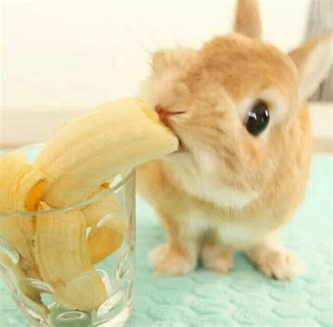 Banana Bunny Lindos Filhotes Coelhos Filhotes Animais Bebés Fofinhos