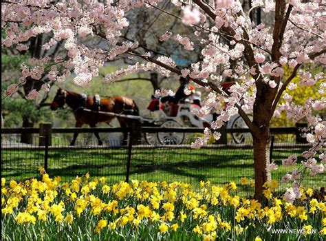 Spring isn't the only time to pay a visit to central park's gardens! Northern hemisphere embraces flourishing spring flowers ...