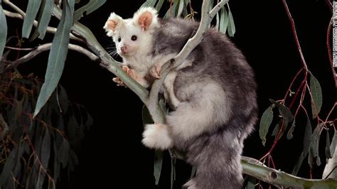 Scientists Discover New Marsupial Species In Australia Cnn The