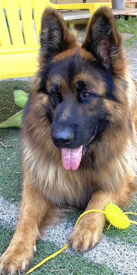 Long haired german shepherds 12 fast facts and info via thedailyshep.com. Ted E Bear | Black german shepherd, Long haired german ...