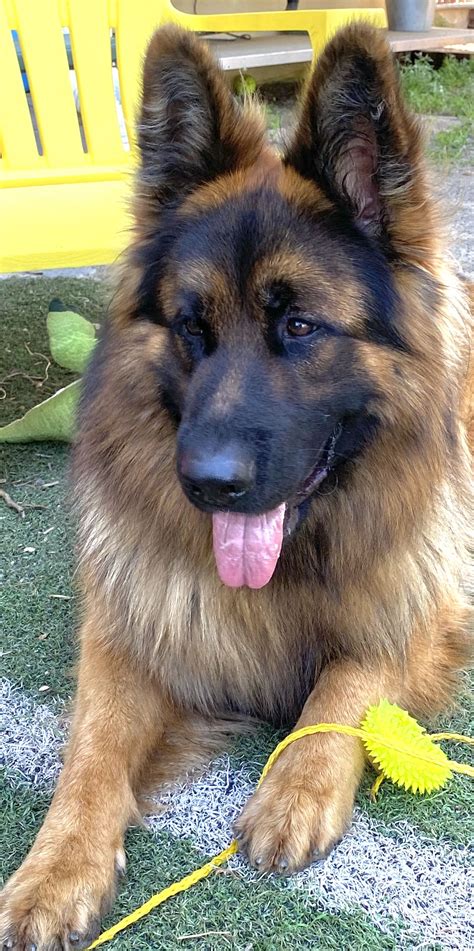 Imported long hair german shepherds. Ted E Bear | Black german shepherd, Long haired german ...