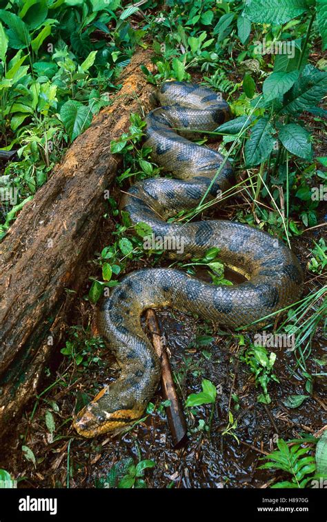 Green Anaconda Eunectes Murinus Leticia Colombia Stock Photo Alamy
