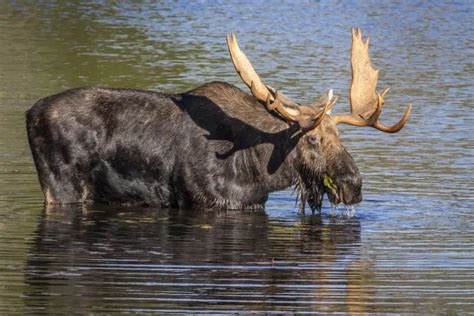 How Deep Can Moose Dive Krebs Creek