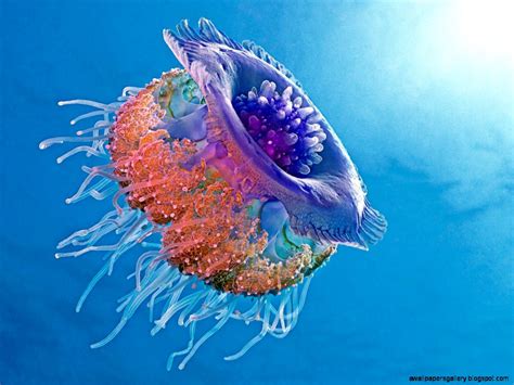 45 Colorful Jellyfish Wallpaper