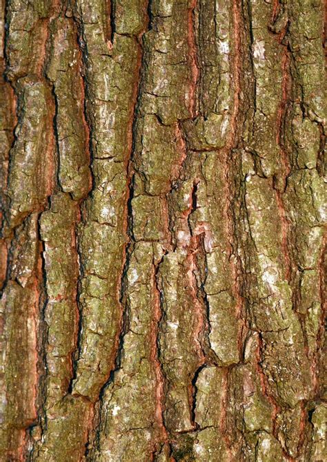 Nature Background Tree Bark Natural Textured Pattern Plant Trunk Stock