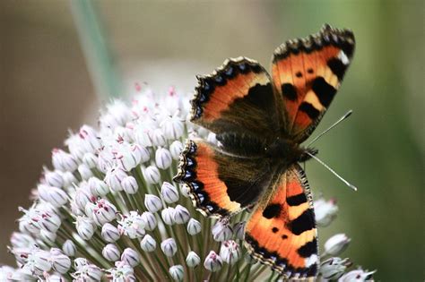 Small Tortoiseshell Aglais Urticae Photograph By Kevin F Cook