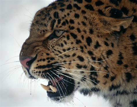 Amur Leopards Wwf