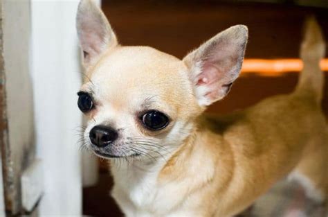 Chihuahua Dog Breeds Dog Breeds Dogthelove