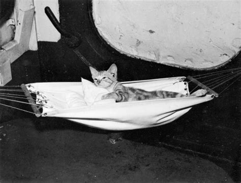These Adorable 1940s Naval Cats Had Their Own Hammocks