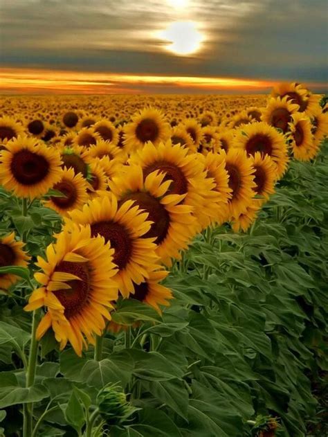 29 Stunning Sunflower Garden Ideas