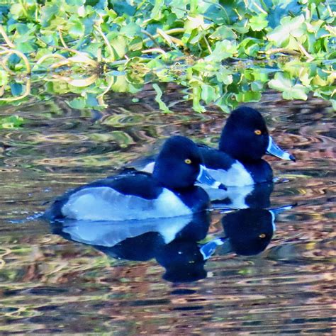 Aythya Collaris Ring Necked Duck 10000 Things Of The Pacific Northwest