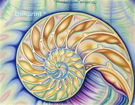 Fibonacci Spiral Pencil Drawing Museum Quality Nautilus Etsy