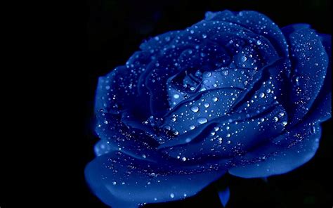 Blue Roses Backgrounds Wallpaper Cave
