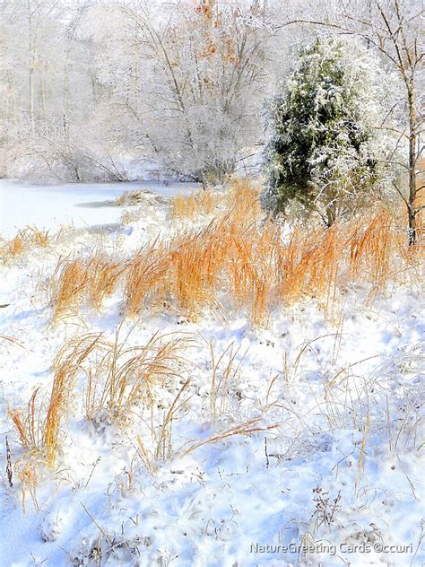 Peaceful Snow Scene By Naturegreeting Cards ©ccwri Redbubble