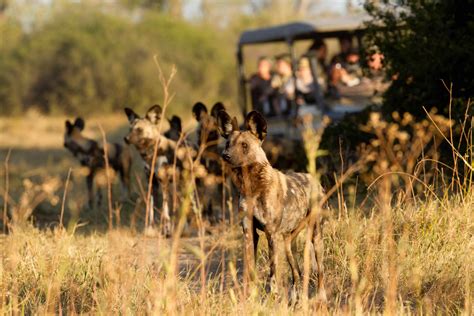4 Tips For The Best Photographic Safari In Africa