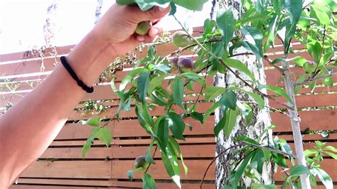 Growing Nectarine And Peaches Growing In A Container《thinning Them For A