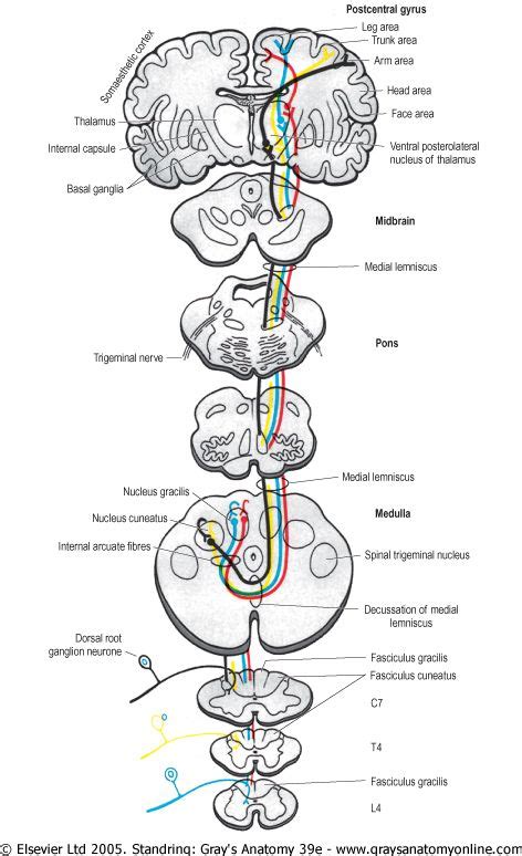 Dorsal Column System Medical Anatomy Neurology Human Anatomy And