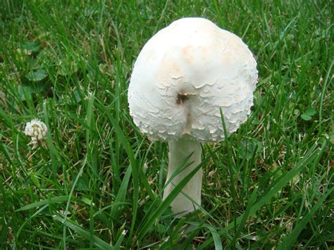Big White Mushroom In Backyard Mushroom Hunting And Identification