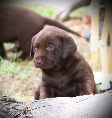 Quality english labrador puppies, oklahoma, texas, missouri, arkansas, colorado, kansas</font color=white>. Labrador Retriever Puppies For Sale | Colorado Springs, CO ...