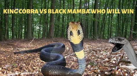 King Cobra Vs Black Mamba Who Will Win Jungle Safari Youtube