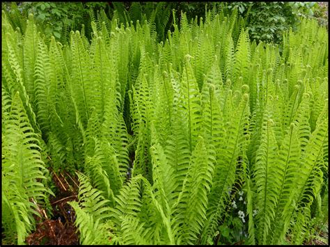 What To Plant With Ostrich Ferns