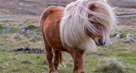 Shetland Pony Breed Profile: Temperament, Care, Personality, History
