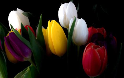Multicolored Tulips On A Black Background Wallpapers And Images
